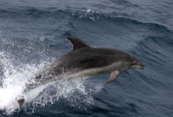 A bord d'un bateau de location LocBateau Cassis vous pourrez voir les dauphins de méditerranée